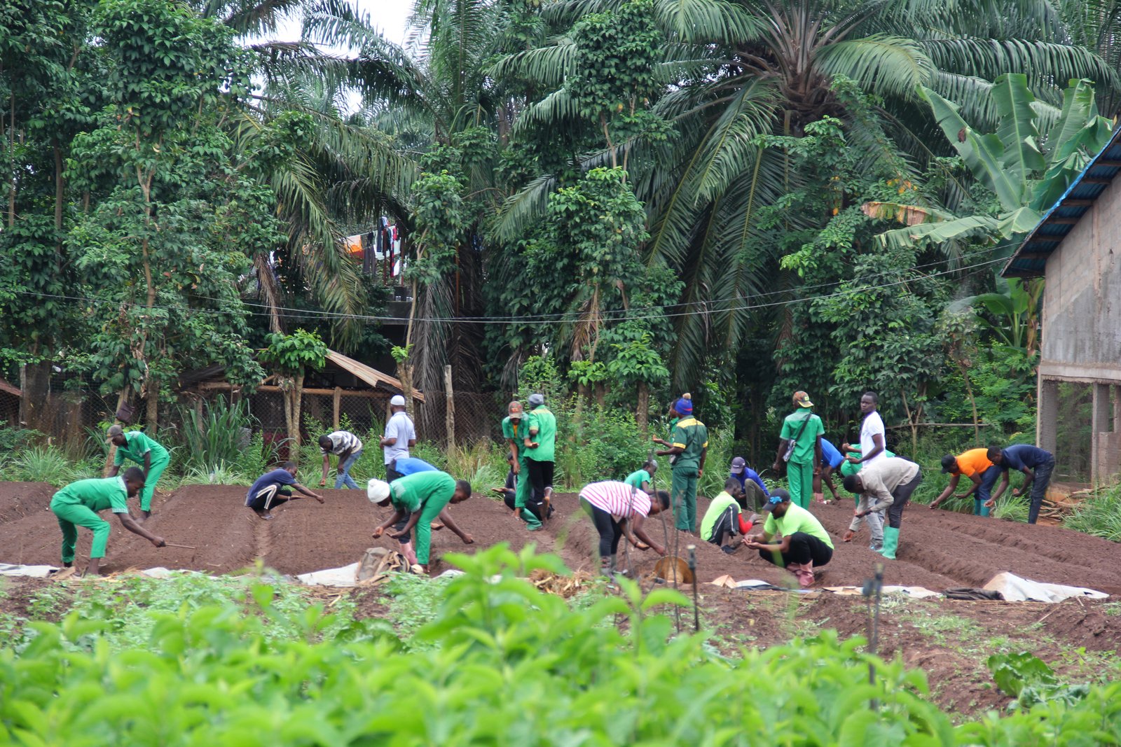 Préparation alimentaire Songhaï